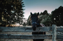 Άλογο (ΦΩΤΟ ΑΡΧΕΙΟΥ) - Ξεκινά η δίκη για τα κακοποιημένα άλογα στον Ασπρόπυργο, που είχαν βρεθεί σκελετωμένα και άρρωστα σε μονάδα εμπορίας ιπποειδών