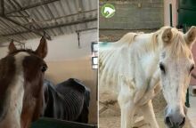 Ομόφωνα ένοχος ο ιδιοκτήτης του χώρου με τα κακοποιημένα άλογα στον Ασπρόπυργο