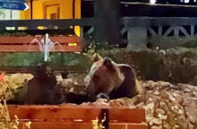 Μια καφέ αρκούδα στο συντριβάνι χωριού στην Ιταλία