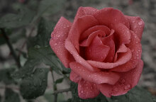 Βροχή (ΦΩΤΟ ΑΡΧΕΙΟΥ)