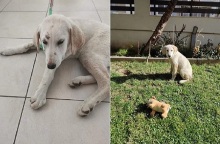 Αλεξανδρούπολη: Καταγγελία για κατ’ εξακολούθηση βιασμό κουταβιού