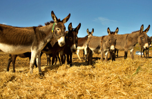Meet Your Makers: Ο Γιώργος Τσιχουρίδης παράγει στην Κοζάνη γάλα γαϊδούρας
