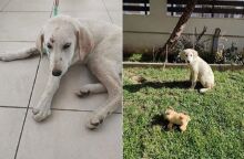 Οργή Κατρίνας Τσάνταλη για τον βιασμό κουταβιού στην Αλεξανδρούπολη (ΦΩΤΟ)