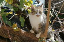 Οι γάτες του Κλείτορα: όμορφες και άγριες κουτσομπόλες