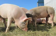 Ολλανδία: Τα γουρούνια στην πρώτη γραμμή φύλαξης του αεροδρομίου