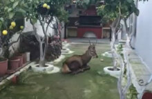 Το ελάφι που εγκλωβίστηκε σε σπίτι στο Μενίδι