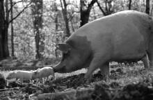 «Gunda» του Βίκτορ Κοσακόφσκι