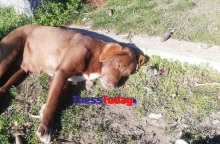 Νάουσα: Σκότωσαν με φόλα την τυφλή αδέσποτη σκυλίτσα