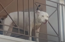 Το πίτμπουλ στην Πάτρα που επιτέθηκε σε οικογένεια και κατασπάραξε σκυλάκι