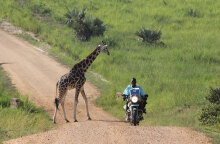 Οδηγός μηχανής στην Ουγκάντα περνά δίπλα από καμηλοπάρδαλη