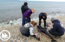 Εκβρασμός Ζωνοδέλφινων στο ΒΑ Αιγαίο