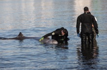 Μάχη για να σωθεί η φάλαινα στον Άλιμο