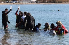 Φάλαινα εκβράστηκε στον Άλιμο - Πολύ σοβαρή κρίνεται η κατάστασή της