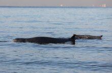 Η φάλαινα ζιφιός στον Άλιμο - Ο «Σωτήρης» έφθασε στη Σαλαμίνα