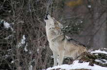 Αυτοψία Αμυρά στην Πεντέλη: Μέτρα αν πρόκειται για λύκο