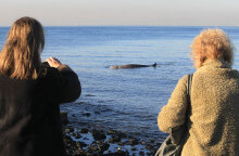 Η φάλαινα ζιφιός που βρέθηκε νεκρή στη Σαλαμίνα, είχε εγκλωβιστεί στον Άλιμο