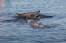 Φάλαινα ζιφιός: Στιγμιότυπο από τον νεαρό «Σωτήρη» στον Άλιμο