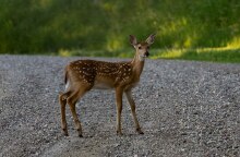 ΗΠΑ: Ελάφια προσβλήθηκαν από κορονοϊό