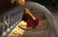 Κότα σε εκτροφείο