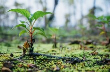 Δεντροφύτευση 