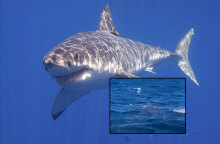 Λευκός καρχαρίας επιτέθηκε και σκότωσε λουόμενο στο Σίδνεϊ μπροστά στην κάμερα