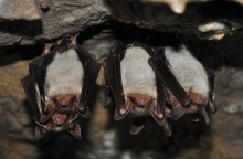 Κορωνοϊοί παρόμοιοι με τον SARS-CoV-2 σε νυχτερίδες στο Λάος