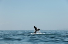 Δυο ζιφιοί ξεβράστηκαν στην Κέρκυρα