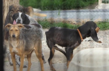 Σπάρτη: Εικόνες που σοκάρουν στα κυνοκομεία του Δήμου