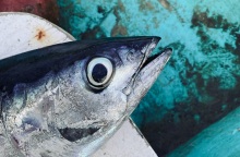 Ιόνιο: Ψάρεψαν γιγάντιο τόνο σχεδόν 400 κιλά