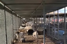 Εικόνες που σοκάρουν στα κυνοκομεία του Δήμου Σπάρτης © Screenshot/ YouTube