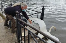 Κύκνος της Καστοριάς: Μεταφέρθηκε στην λίμνη Παμβώτιδα