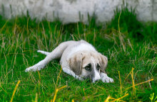 Η ΕΛΑΣ θα έχει πλέον συγκεκριμένο Τμήμα Προστασίας Ζώων