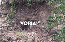 Κατέστρεψαν τα δέντρα που φύτεψαν Ουκρανοί πρόσφυγες