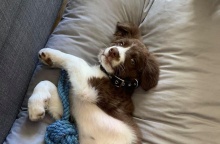 Η Ρόξυ, το κουταβάκι της Καρολάιν Κράουτς, που κρέμασε ο Μπάμπης Αναγνωστόπουλος σκηνοθετώντας τα περί ένοπλης ληστείας στο σπίτι στα Γλυκά Νερά