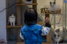 Στη Σαγκάη, με το lockdown σε ισχύ, σκύλοι και γάτες καταδικάζονται να πεθάνουν από τη δίψα και την πείνα