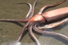 Ξεπερνά τα 3 μέτρα το καλαμάρι γίγας στην Ιαπωνία που εκβράστηκε ζωντανό