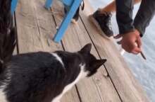 Στιγμιότυπο από βίντεο όπου ο άνδρας κλοτσά τη γάτα σε ψαροταβέρνα στην Αιδηψό