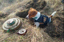 Το σκυλάκι Jack Russell που εντοπίζει νάρκες και βόμβες στην Ουκρανία