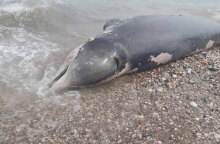Νεκρός ζιφιός σε παραλία στη Ρόδο (ΦΩΤΟ ΑΡΧΕΙΟΥ)