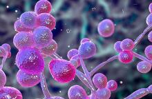 Συναγερμός σε νοσοκομεία της Αττικής για τον μύκητα candida auris - Τι προκαλεί