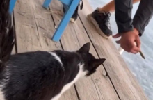 Στιγμιότυπο από βίντεο όπου ο άνδρας κλοτσά τη γάτα σε ψαροταβέρνα στην Αιδηψό