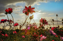 Λιβάδι με λουλούδια