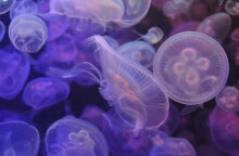 Μωβ μέδουσα: Έξαρση στις ελληνικές θάλασσες το καλοκαίρι