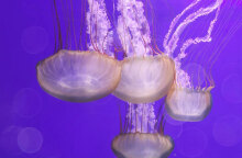 Προβληματισμός για τις μωβ μέδουσες στο Ιόνιο Πέλαγος