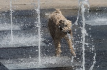 Καιρός: Σκύλος δροσίζεται σε σιντριβάνι όσο υπάρχουν υψηλές θερμοκρασίες