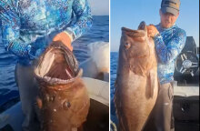 Το ψάρι γίγας που έπιασαν ψαράδες στα Χανιά