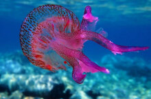 Η μωβ μέδουσα εξαπλώνεται ταχύτατα στις ελληνικές θάλασσες