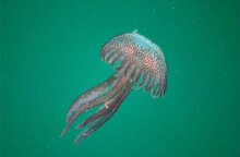 Η μωβ μέδουσα εμφανίζεται σε ολοένα και περισσότερες παραλίες στην Ελλάδα