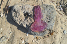 Μωβ μέδουσα στην παραλία 2η Αγίου Κοσμά στην Αττική την Κυριακή 5 Ιουνίου 2022