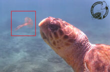 Θαλάσσια χελώνα στη Νάξο ετοιμάζεται να φάει μέδουσα